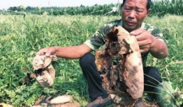 内黄吃瓜最新事件爆料新闻,最新爆料揭示惊人真相